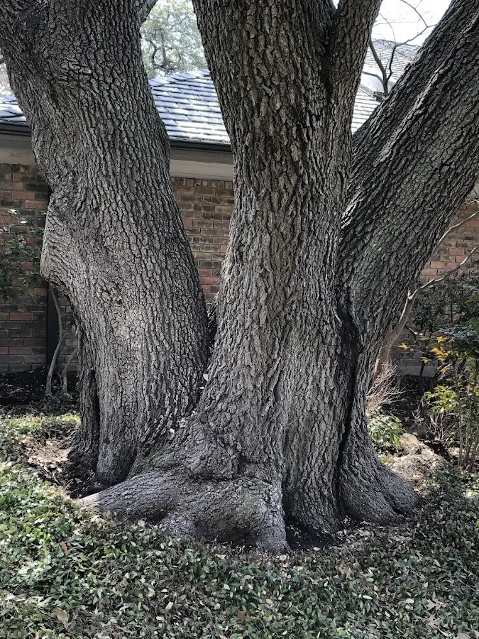 Mature heritage tree close to a Gouverneur property cared for by certified arborists